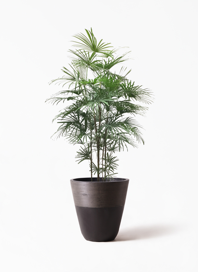 観葉植物 ウンナンシュロチク 10号 ジュピター 黒 付き 観葉植物ならhitohana ひとはな