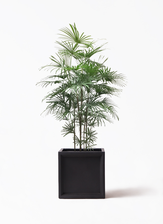 ウンナンシュロチク | 観葉植物通販HitoHana(ひとはな)