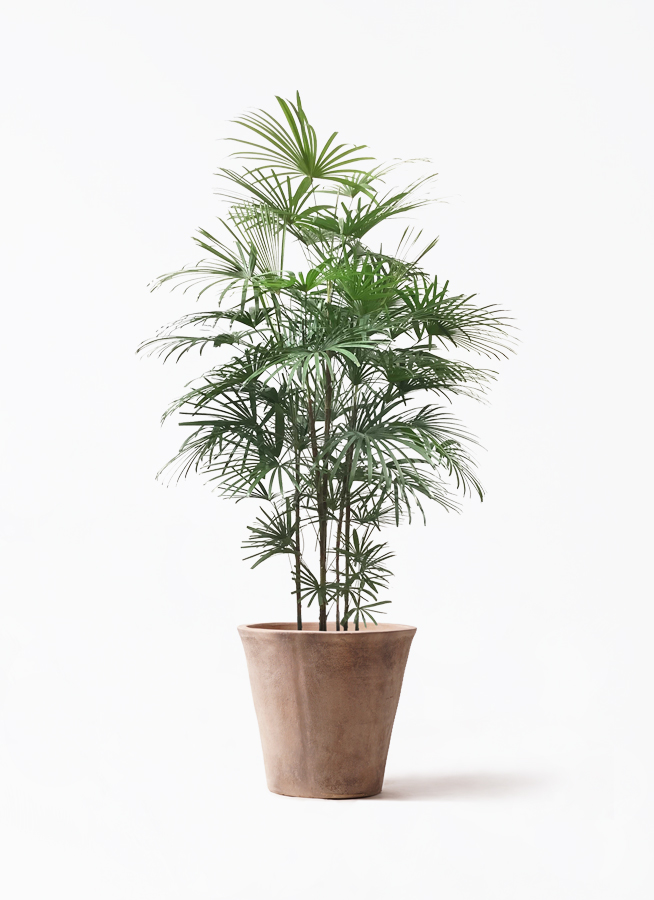 ウンナンシュロチク | 観葉植物通販HitoHana(ひとはな)