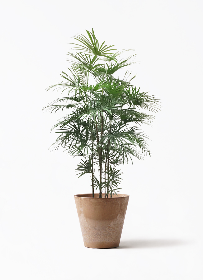 ウンナンシュロチク | 観葉植物通販HitoHana(ひとはな)