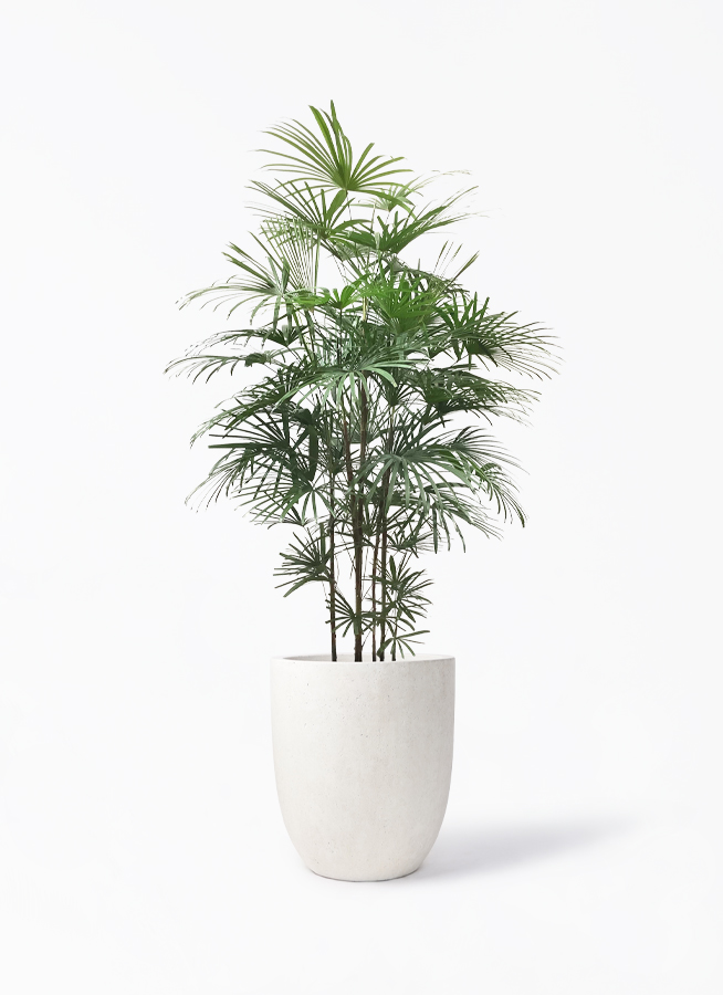 ウンナンシュロチク | 観葉植物通販HitoHana(ひとはな)