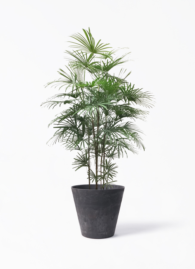 雲南シュロ竹　10号サイズ　背丈150センチ ウンナンシュロチク | 観葉植物通販HitoHana(ひとはな)
