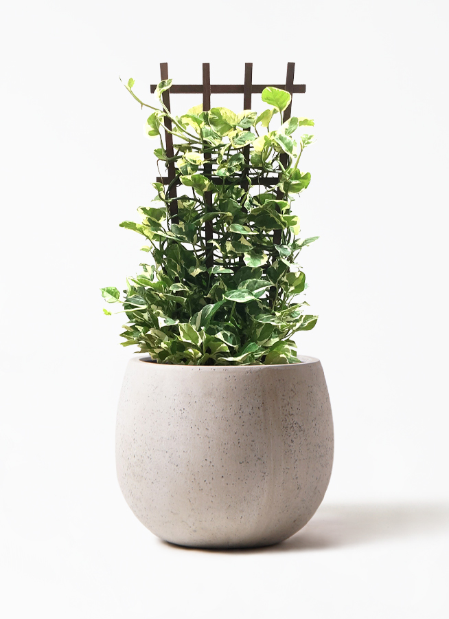 観葉植物 ポトス エンジョイ 8号 ノーマルテラニアス ローバルーン アンティーク ホワイト 付き 観葉植物ならhitohana ひとはな