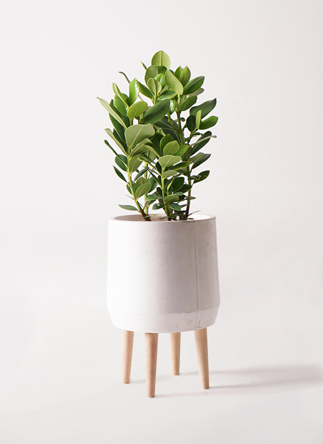 観葉植物 クルシア ロゼア プリンセス 6号 Ceramic(セラミック) トール