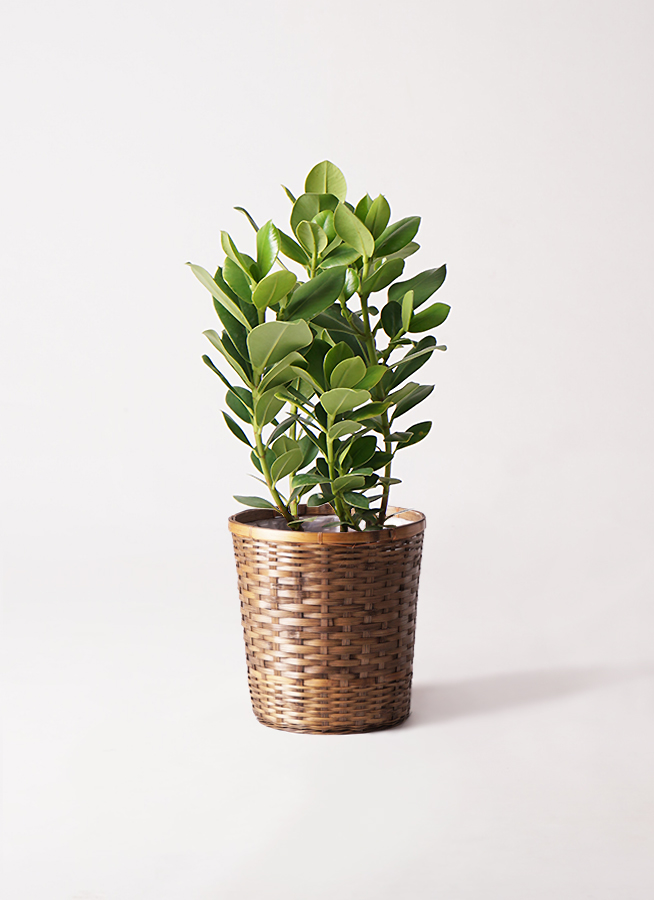 観葉植物 クルシア ロゼア プリンセス 6号 ファイバークレイ white