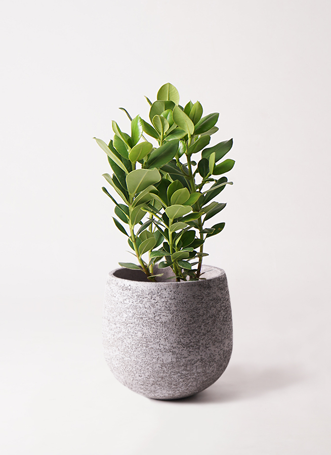 観葉植物 クルシア ロゼア プリンセス 6号 Ceramic(セラミック) トール