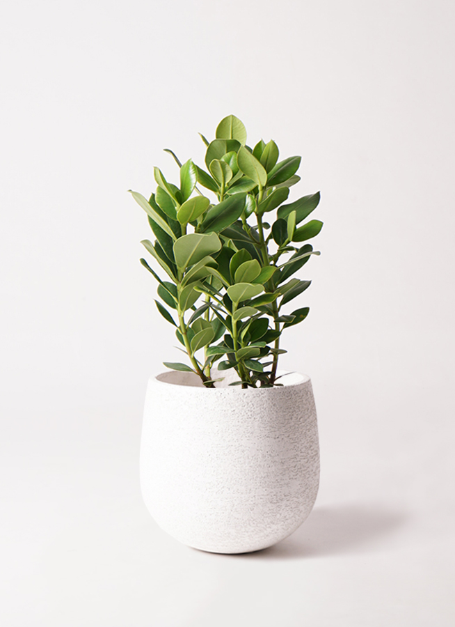 観葉植物 クルシア ロゼア プリンセス 6号 プラスチック鉢 | 観葉植物