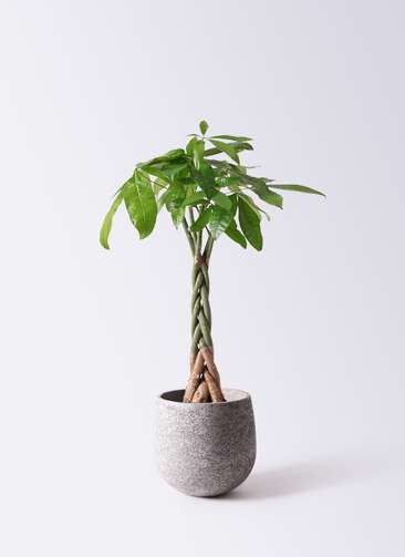 観葉植物 パキラ 6号 ねじり エコストーンGray 付き | 観葉植物なら