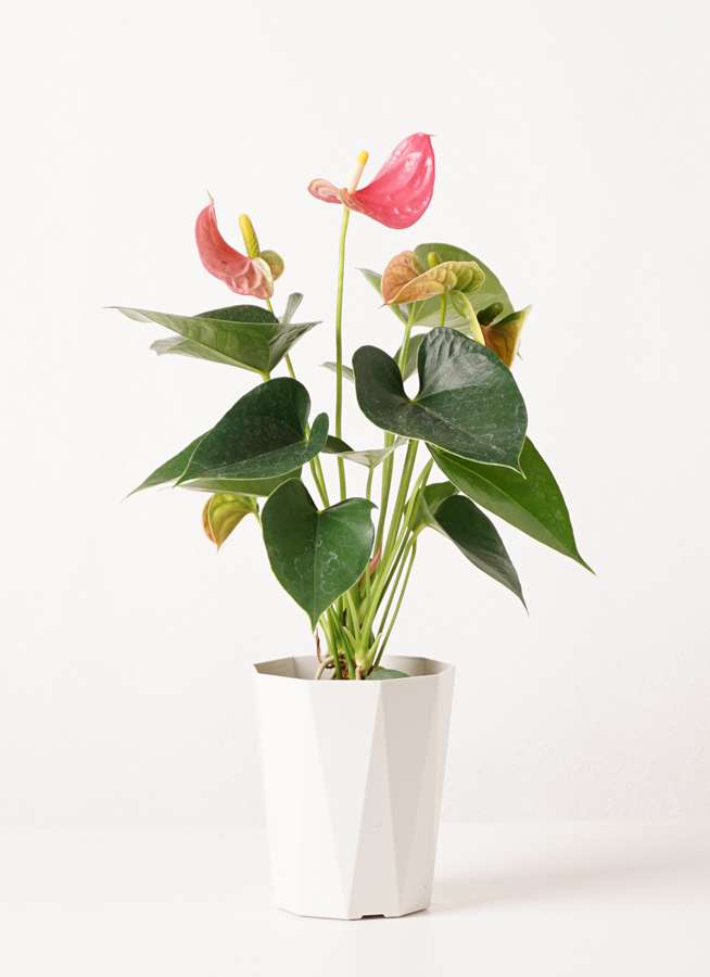 観葉植物 アンスリウム 4号 ピンクチャンピオン プラスチック鉢 観葉植物ならhitohana ひとはな