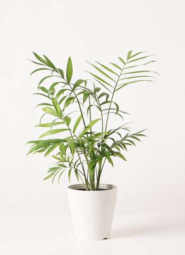 観葉植物 テーブルヤシ 4号 プラスチック鉢 | 観葉植物ならHitoHana