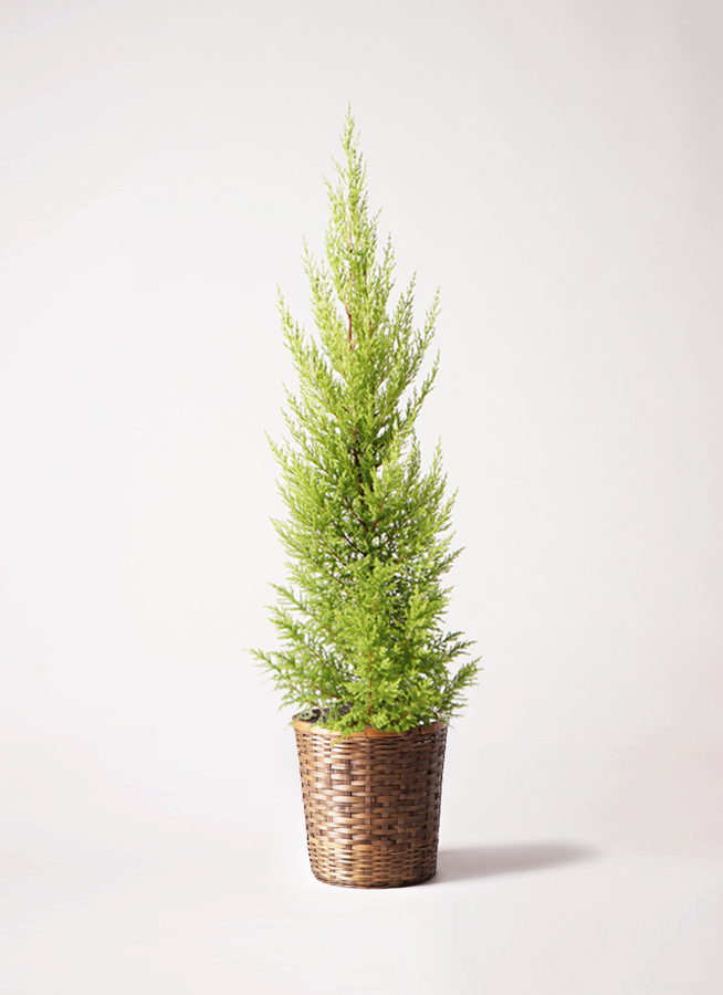 観葉植物 ゴールドクレスト 6号 ノーマル プラスチック鉢 | 観葉植物