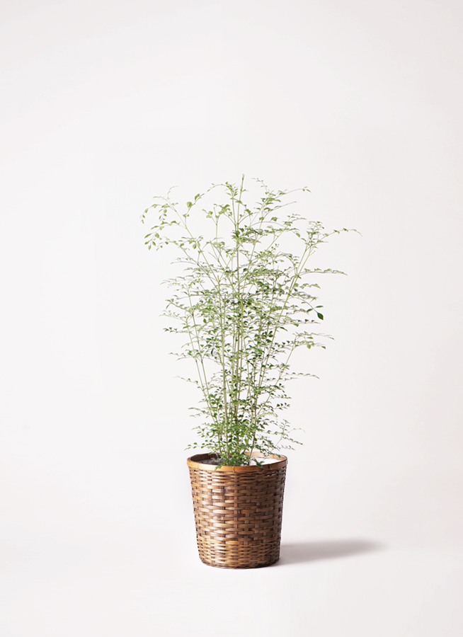 観葉植物 シマトネリコ 6号 プラスチック鉢 | 観葉植物ならHitoHana