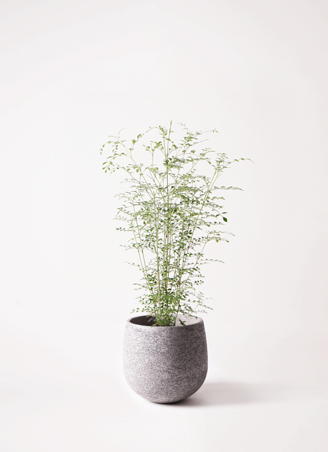 観葉植物 シマトネリコ 6号 プラスチック鉢 | 観葉植物ならHitoHana