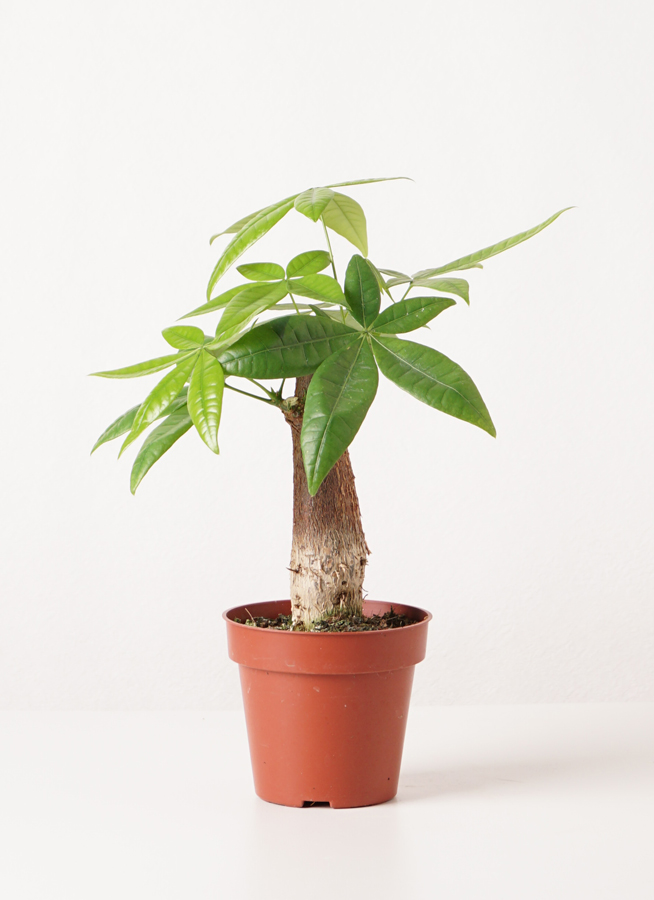 パキラ植物 観葉植物 パキラ 4号 朴 エッシ 16 H ブラック 付き | 観葉植物なら