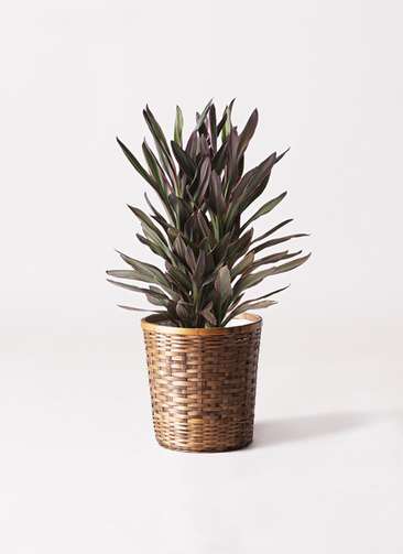 観葉植物 コルディリネ (コルジリネ) サンゴ 6号 竹バスケット 付き