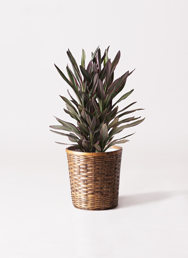 コルジリネ サンゴ 観葉植物 コルディリネ (コルジリネ) サンゴ 6号 リブバスケット