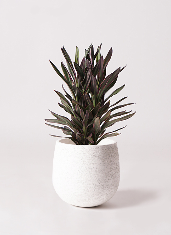 観葉植物　コルジリネ　サンゴ 観葉植物 コルジリネサンゴ（6号鉢）｜HanaPrime（ハナプライム）