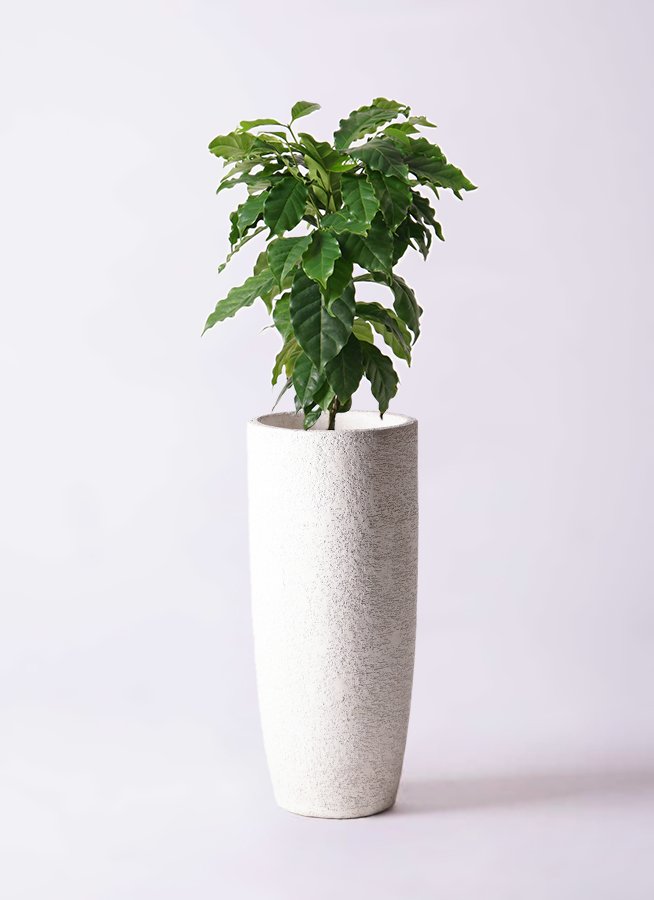 観葉植物 コーヒーの木 6号 ラスターポット 付き | 観葉植物なら