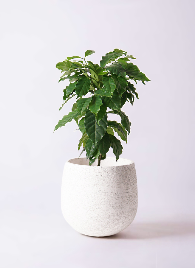 お*す様 【大型】コーヒーの木1m以上コーヒーの花のつぼみあり 観葉植物 コーヒーの木 6号 ラスターポット 付き | 観葉植物なら