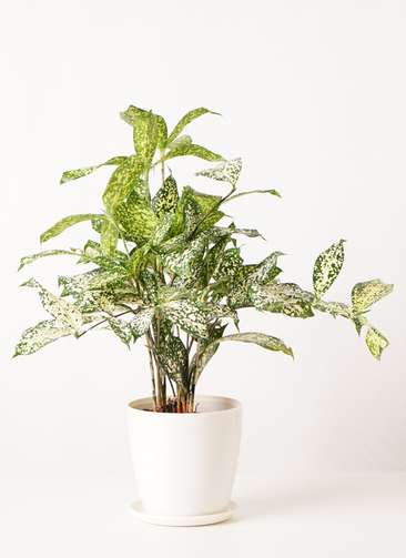 植物とお話しする法 植物とお話しする法 | 橋本 健 |本 | 通販 | Amazon