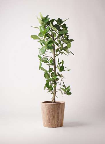 大型 フィカス ベンガレンシス 170-180cm 10号鉢 観葉植物 1.jpg?1513659878