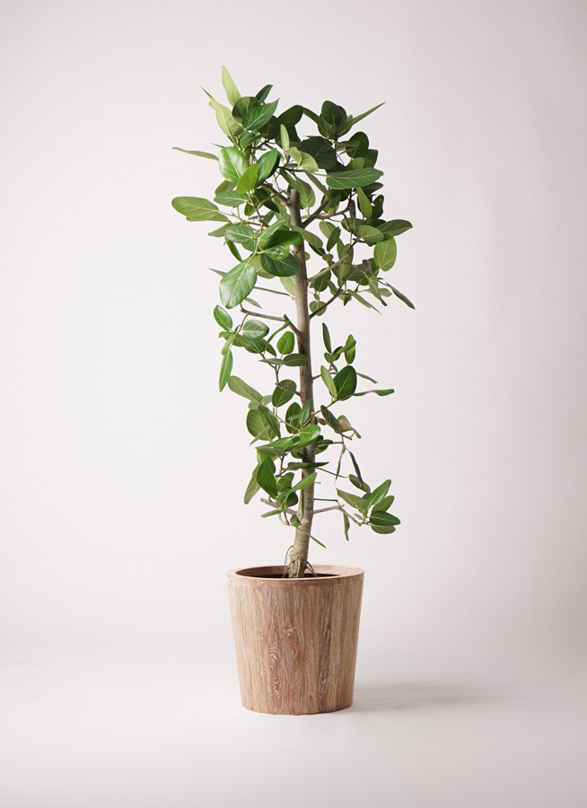観葉植物 フィカス ベンガレンシス 10号 ストレート ウッドプランター