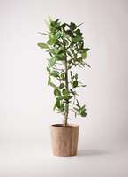 フィカス ベンガレンシス 10号 160cm S-shaped 1.jpg?1513659878