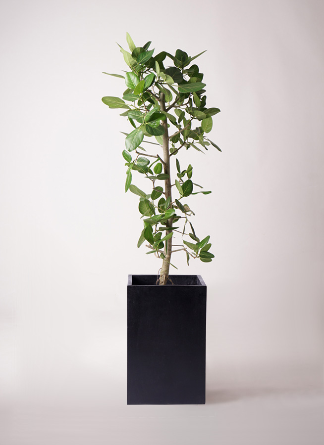 一期一会モダン 一本立ちおしゃれなベンガルンシス フィカス 観葉植物 フィカス ベンガレンシス 10号 ストレート サンディ