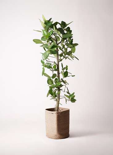 フィカス　ベンガレンシス　鉢底110センチ 観葉植物 フィカス ベンガレンシス 10号 ストレート リブバスケット