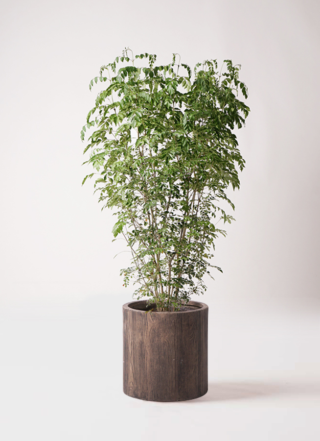 ユッカ（青年の木） | 観葉植物通販HitoHana（ひとはな）