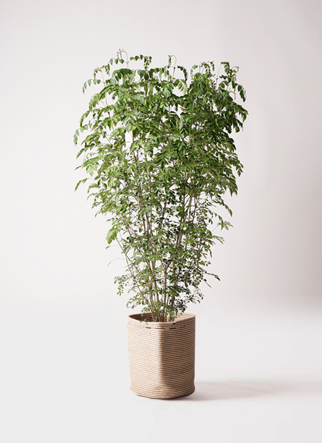 その他観葉植物 Masami 観葉植物 シマトネリコ 10号 プラスチック鉢 | 観葉植物なら