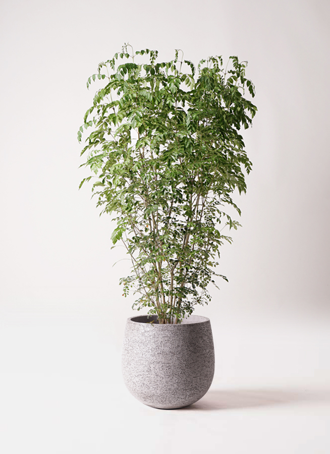 その他観葉植物 3104 観葉植物 シマトネリコ 10号 リブバスケットNatural 付き | 観葉