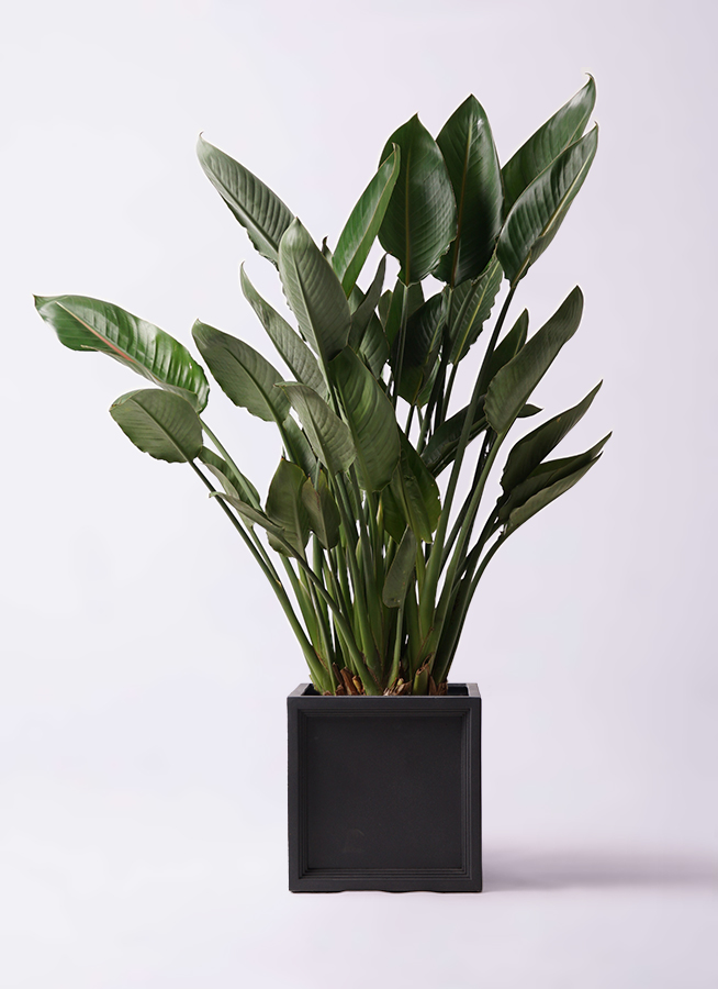 観葉植物 ストレリチア (ストレチア) レギネ 10号 ブリティッシュ