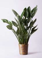 Amazon｜観葉植物 ストレリチア・レギネ バードオブパラダイス