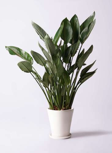 観葉植物 ストレリチア (ストレチア) レギネ 10号 サブリナ 白 付き 