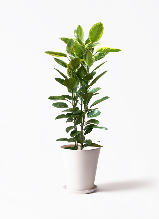 観葉植物 フィカス アルテシーマ 10号 3本立ち 竹バスケット 付き
