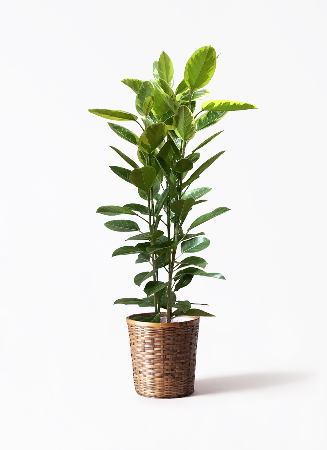 フィカス アルテシーマ 3本立ち | 観葉植物 | インテリアや