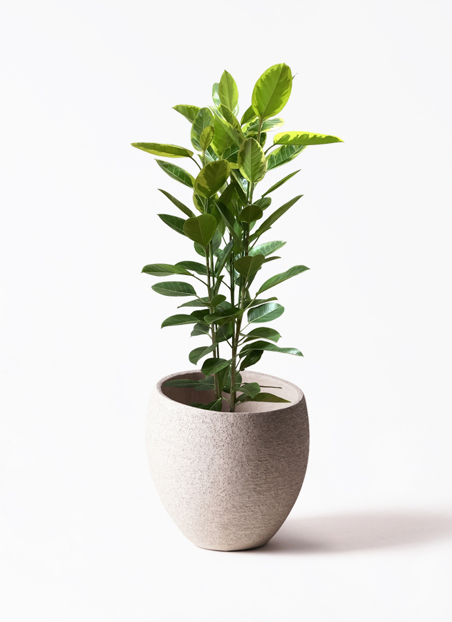 観葉植物 フィカス アルテシーマ 10号 3本立ち ジュピター 黒