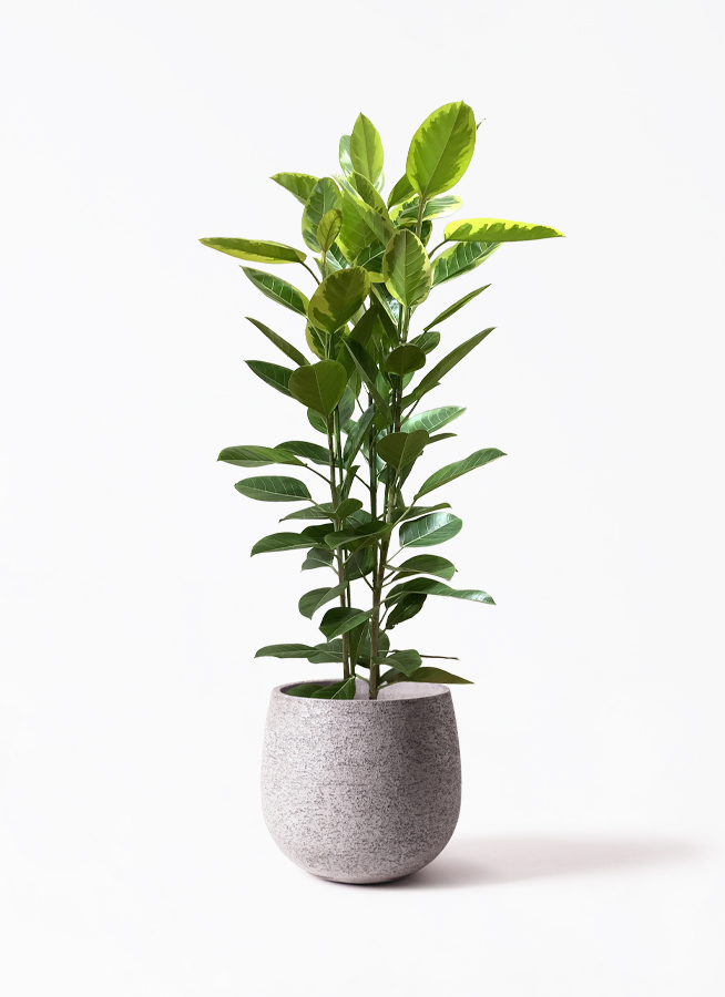 観葉植物 フィカス アルテシーマ 10号 3本立ち プラスチック鉢 | 観葉
