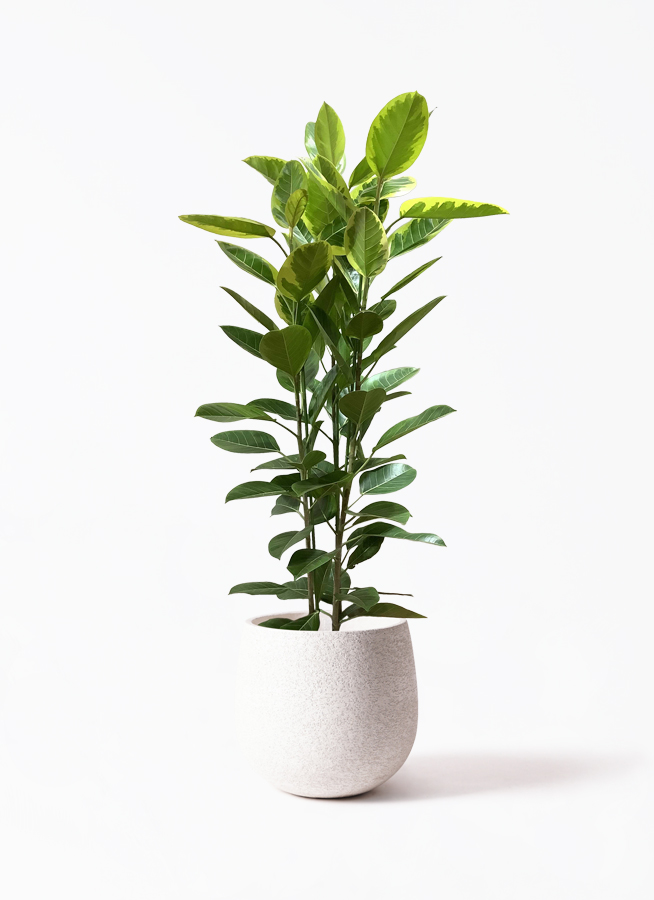 フィカス　アルテシマ3 永遠の幸せ『フィカス ・アルテシマ』3号 陶器鉢 観葉植物