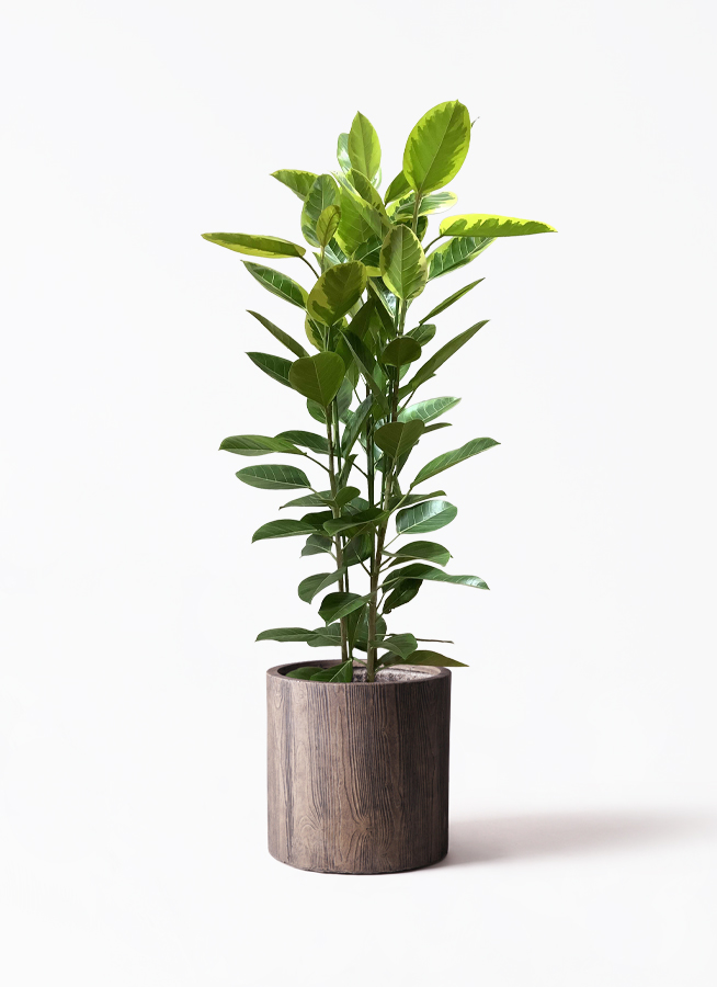 値下げしました！2/27まで　観葉植物 フィカス アルテシーマ 10号 曲り プラスチック鉢 観葉植物 フィカス アルテシーマ 10号 曲り プラスチック鉢 / 天久