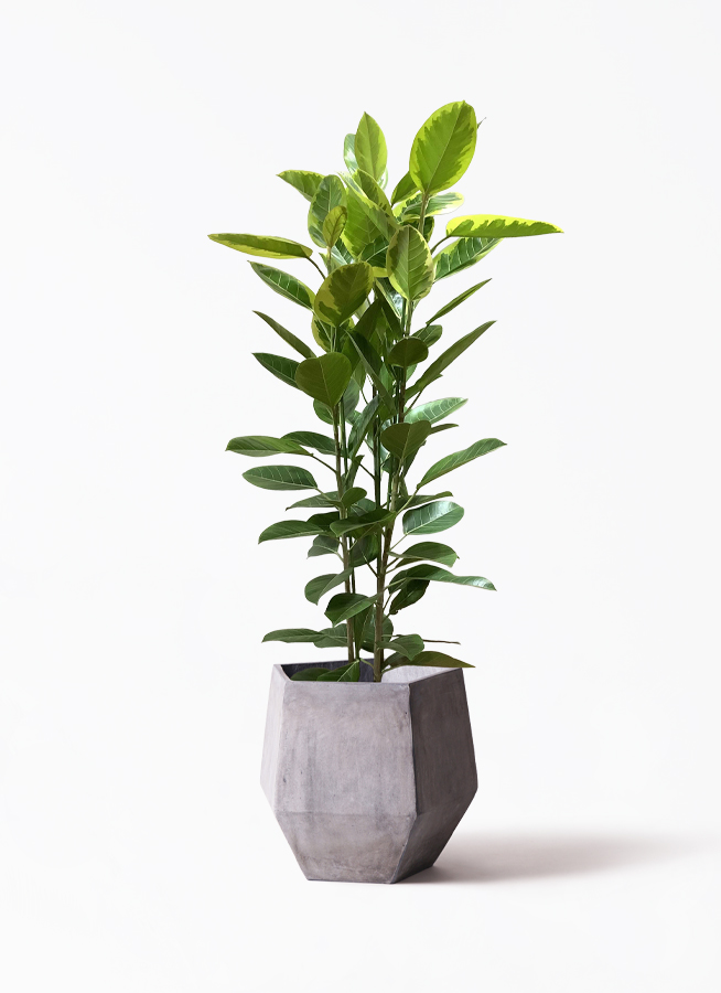 フィカス アルテシーマ 3本立ち | 観葉植物 | インテリアや