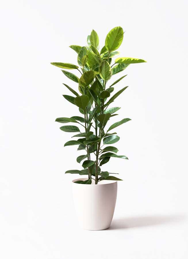 【東京都内23区配送無料】　10号　フィカス　観葉植物　状態最高　高さ170cm 観葉植物 フィカス アルテシーマ 10号 3本立ち 竹バスケット 付き