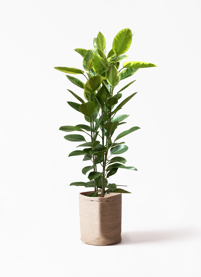 観葉植物 フィカス アルテシーマ 10号 3本立ち Rib Basket リブバスケット Natural 付き 観葉植物 ならhitohana ひとはな