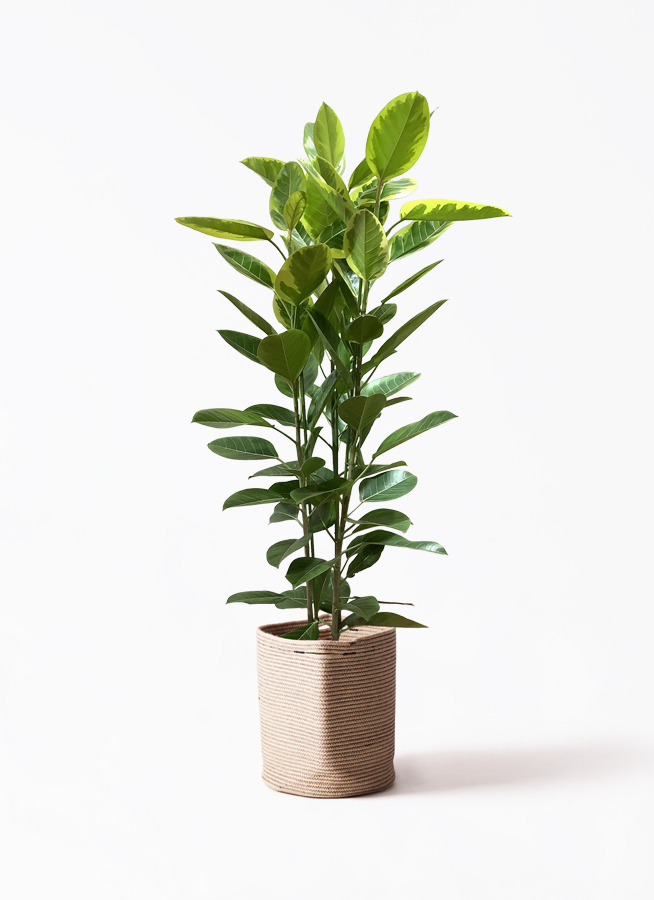 観葉植物 フィカス アルテシーマ 10号 3本立ち プラスチック鉢 | 観葉