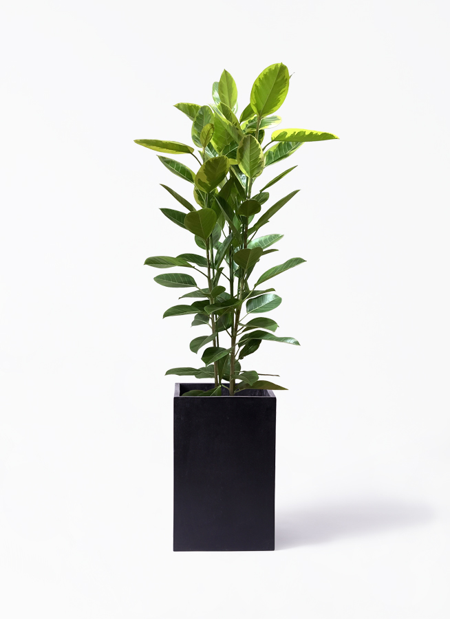 フィカス　アルテシマ3 観葉植物 フィカス アルテシーマ 10号 3本立ち アルファ シリンダー