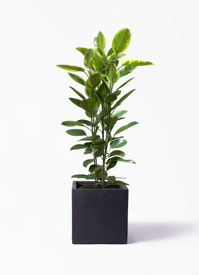 観葉植物 フィカス アルテシーマ 10号 3本立ち ベータ キューブ
