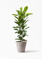 フィカス アルテシーマ プラスチック鉢 観葉植物 ficus-altissima-749_1.jpg?