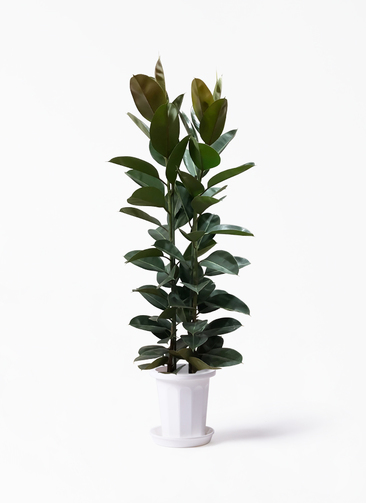 ficus-robusta-102_1.jpg?1629872263