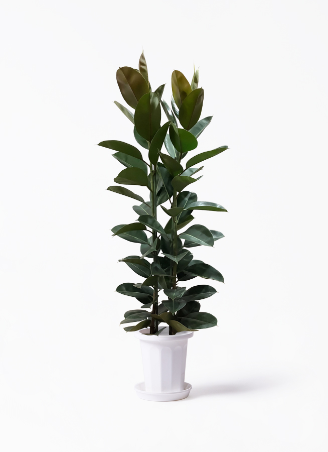 ficus-robusta-102_1.jpg?1629872263